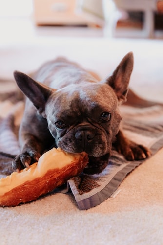 best dog food for liver issues