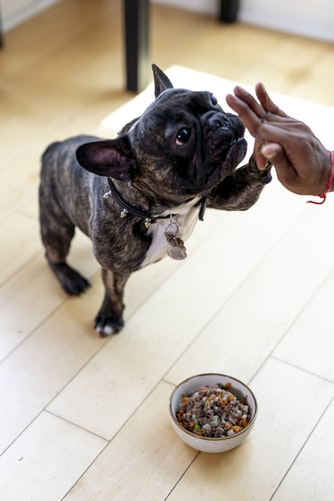 food for dogs with liver issues
