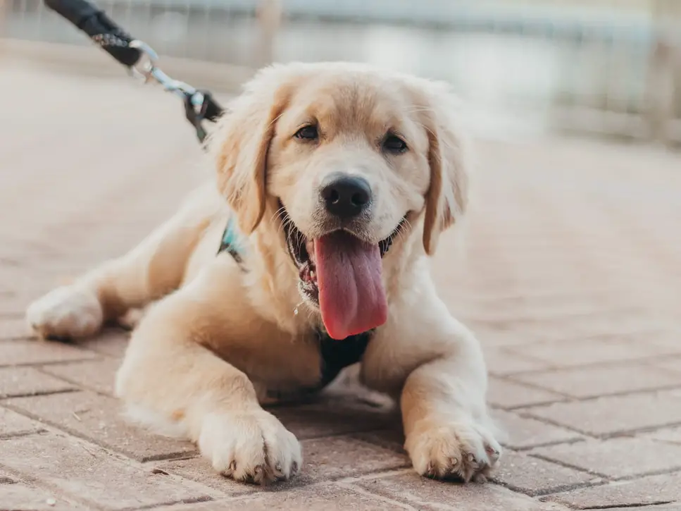 golden retriever care dog puppy taking constipation service milk take personality know dogs prevention causes treatment multiple