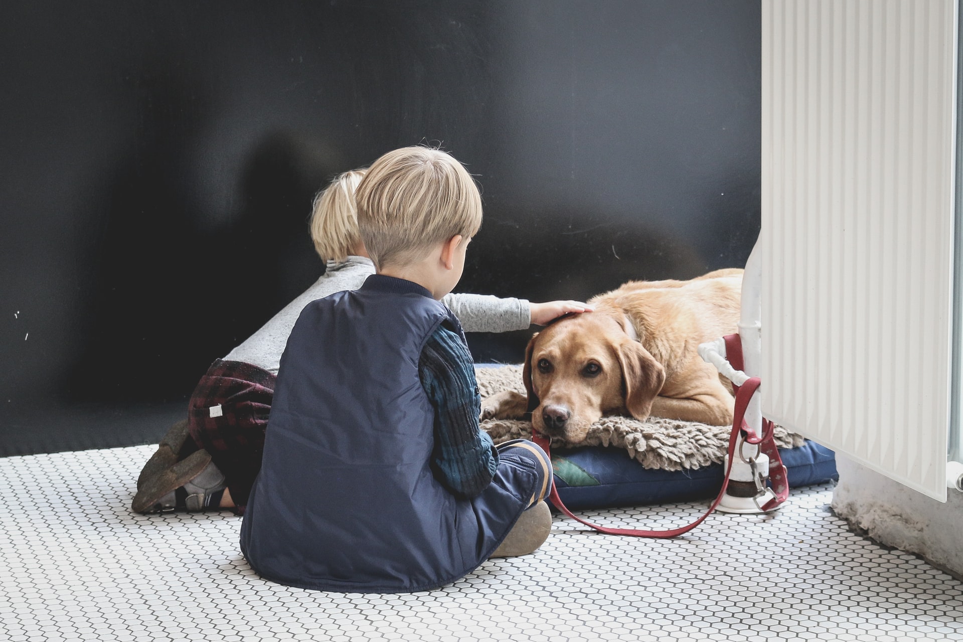 10 Best Guard Dogs for Kids Friendly but Protective Breeds!